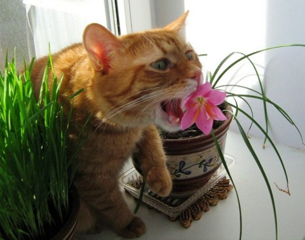 Коты и комнатные растения