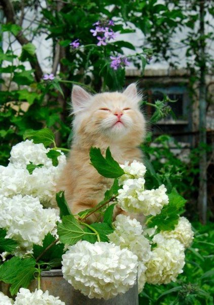Кошка в цветах