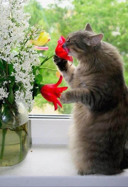 Весна и котики