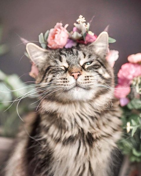Кошка в цветах
