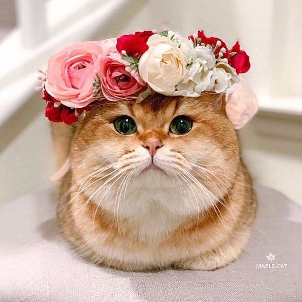 Кот с венком на голове