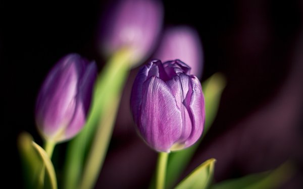 Тюльпан Purple Eye