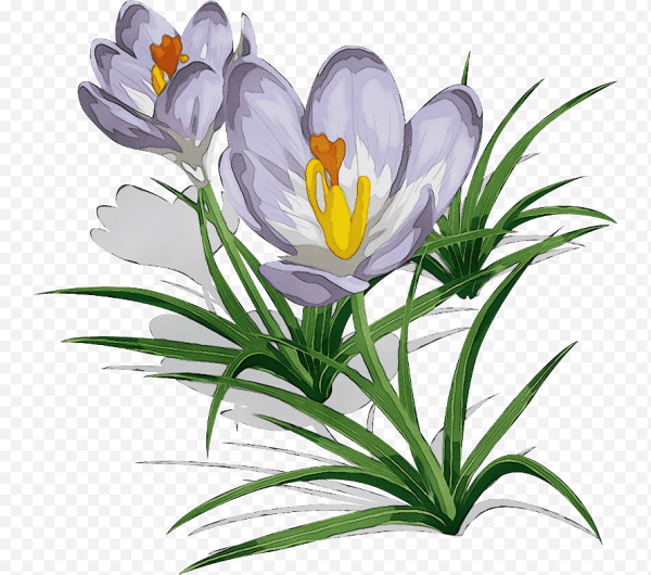 Крокус флавус Шафран PNG