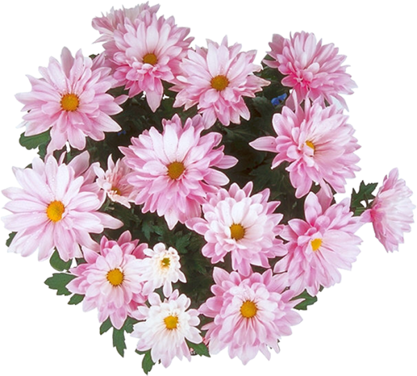 Хризантема Энби