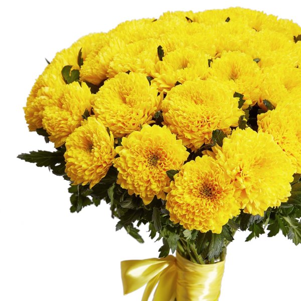 Хризантема " giggle Yellow"