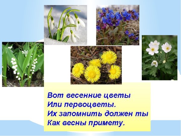 Весенние первоцветы для детей