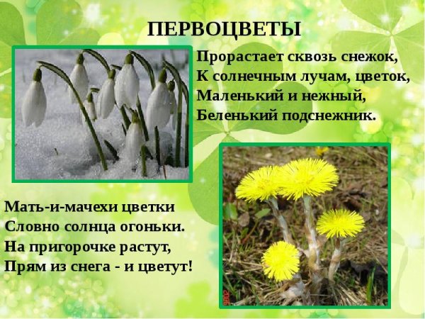 Подснежники мать-и-мачеха первые весенние цветы