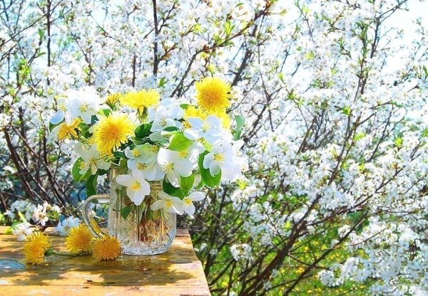 Цветущая яблоня в лучах солнца