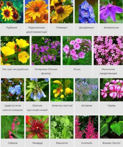 Садовые цветы с фото и названиями, подробным описанием