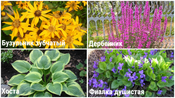 Цветы многолетние неприхотливые названия