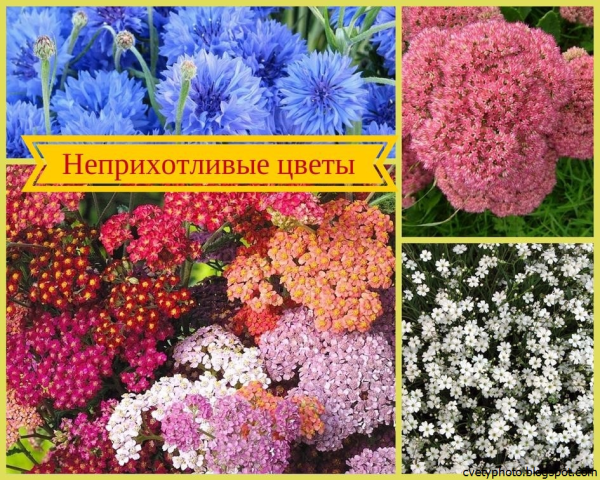 Поздноцветущие многолетники