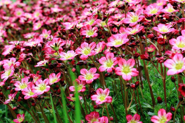 Астра многолетняя кустарниковая (Aster dumosus)