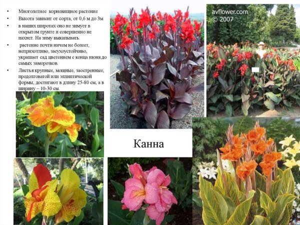 Неприхотливые цветы для сада картинки с описанием