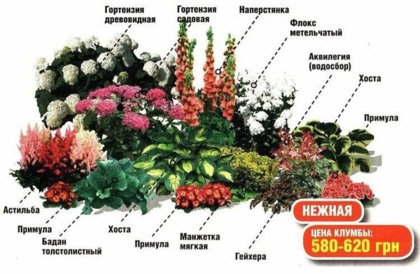 Горечавка семираздельная Кристи
