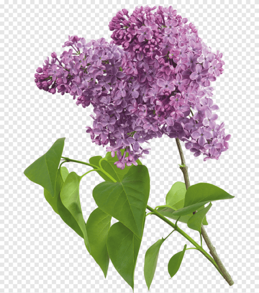 Сирень срезка