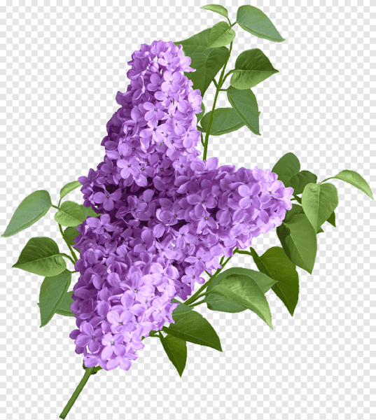 Сирень инсилио