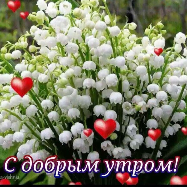 Цветы поздравления с добрым утром