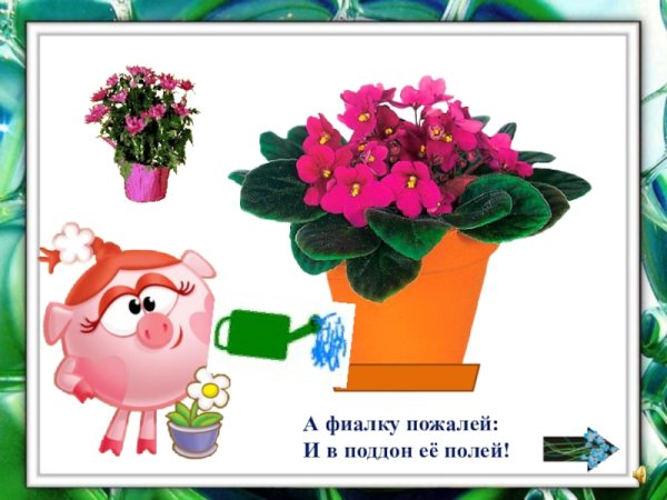 Комнатные цветы для дошкольников