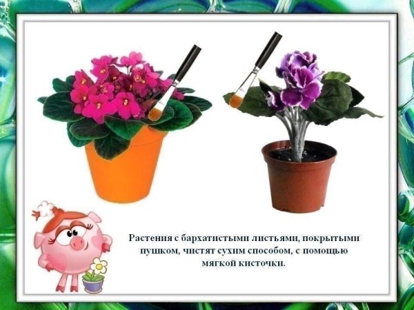 Комнатные цветы для детсада