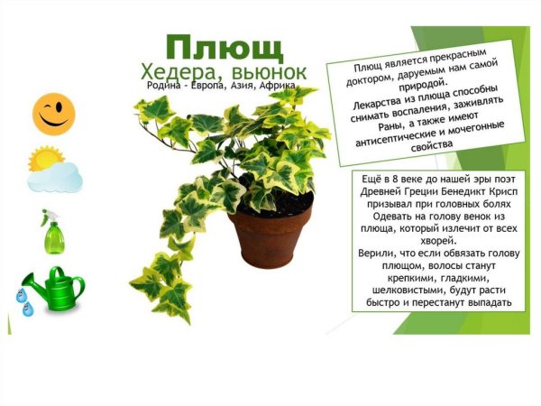 Паспорт комнатных растений в детском саду плющ