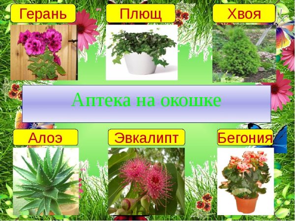 Растения в детском саду