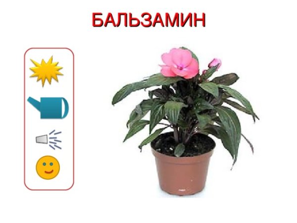 Паспорт растения бальзамин