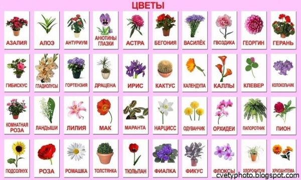 Цветы названия