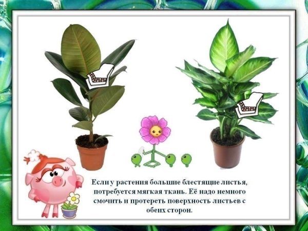 Комнатные растения для дошкольников