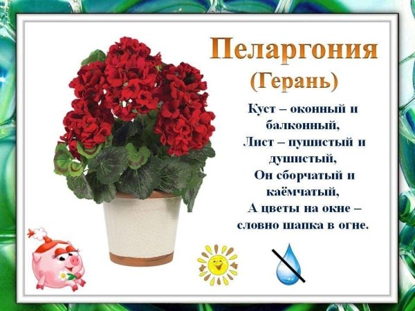 Стихи о комнатных растениях