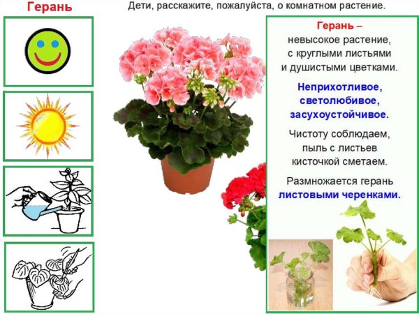 Комнатные растения презентация для детей
