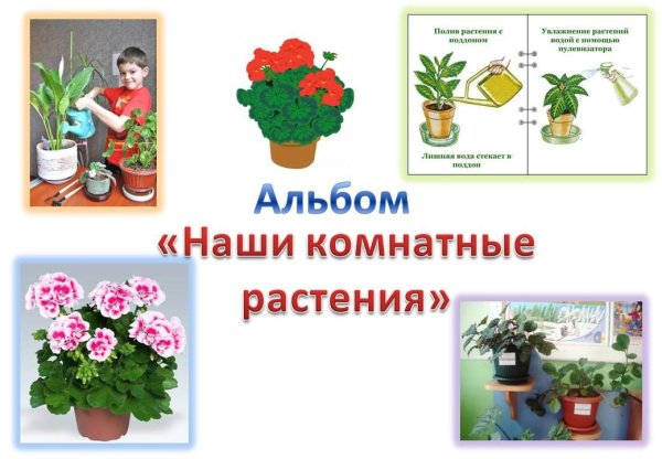 Альбом комнатные растения