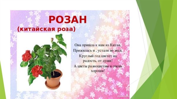 Паспорт комнатных растений китайский Розан