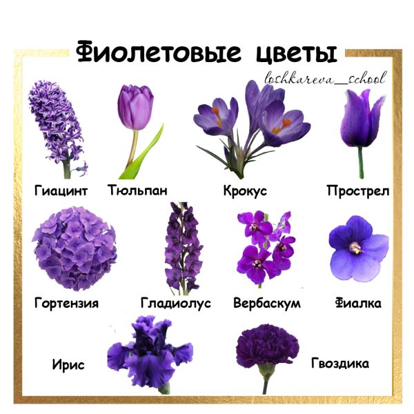 Список названий комнатных растений