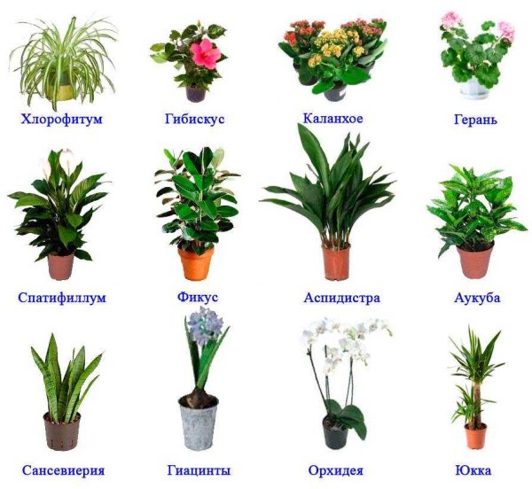 Комнатные растения для детей