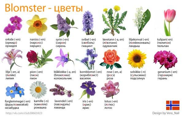 Растения на клумбе названия