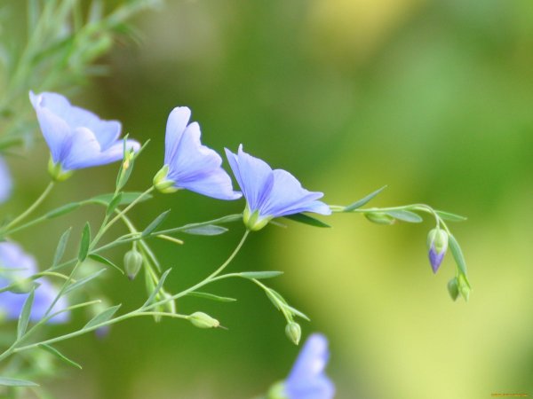 Лен Таврический (Linum tenue)