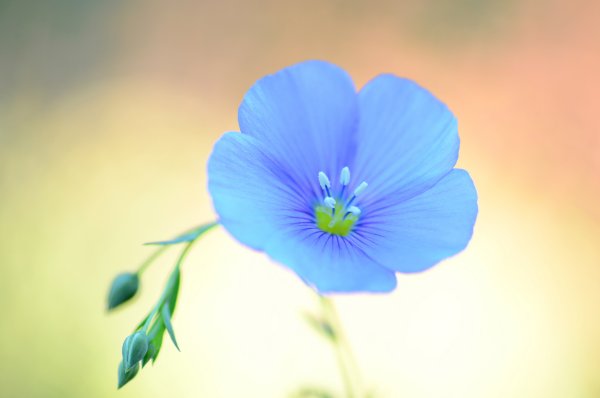 Лён обыкновенный (Linum usitatissimum l.)