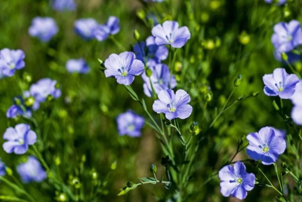 Лен обыкновенный - Linum usitatissimum