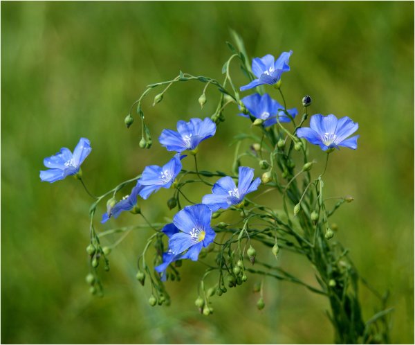 Лён обыкновенный (Linum usitatissimum l.)