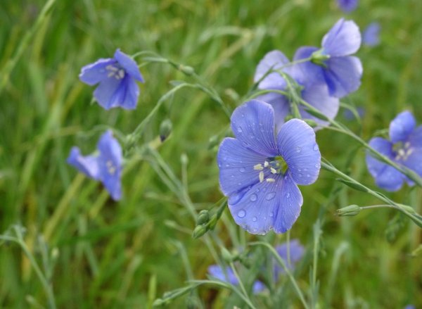 Linum usitatissimum