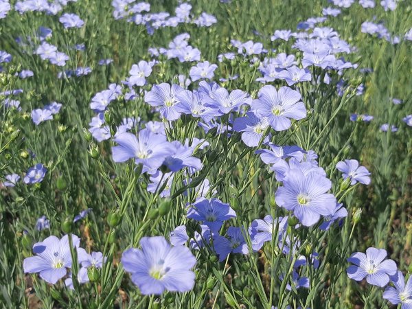 Лён обыкновенный (Linum usitatissimum l.)