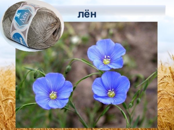 Лен многолетний Блю Скай