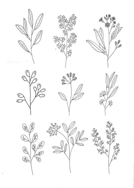 Зарисовки мелких растений