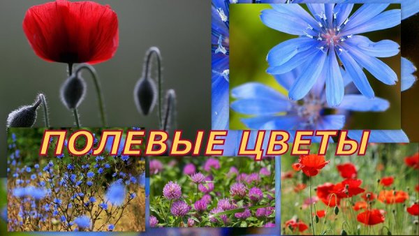 Полевые цветы надпись