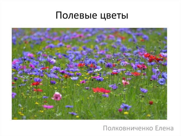 Полевые цветы