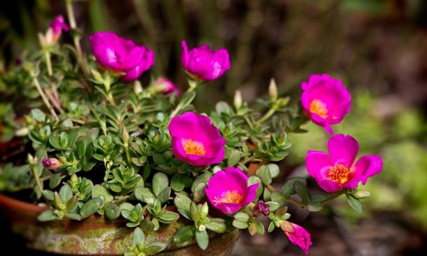 Портулак (Portulaca)