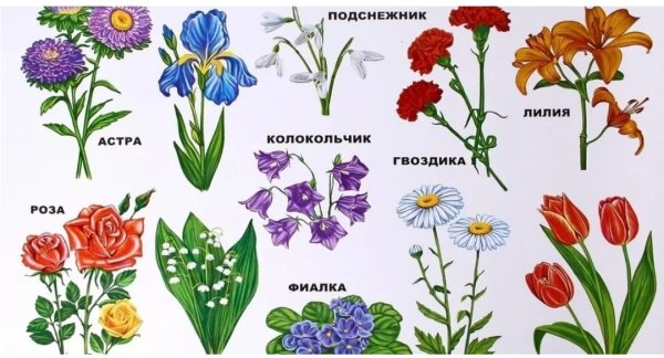 Лексическая тема цветы