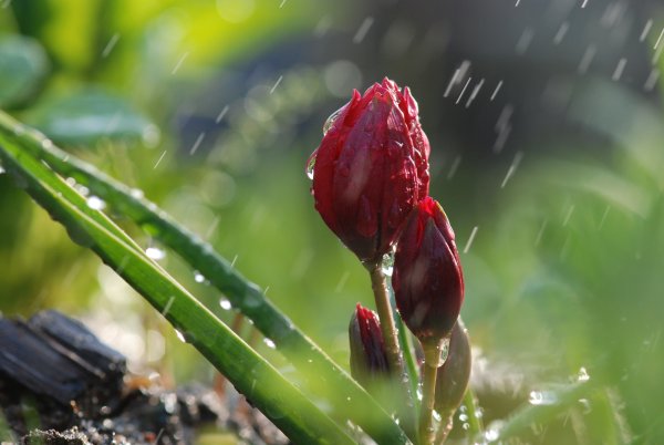 Лето дождь природа