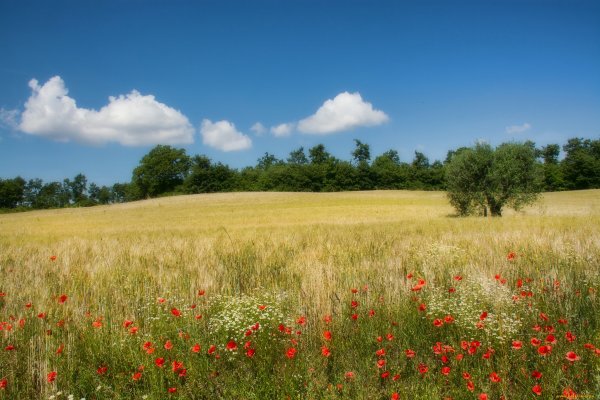 Поля и Луга в Калининградской области