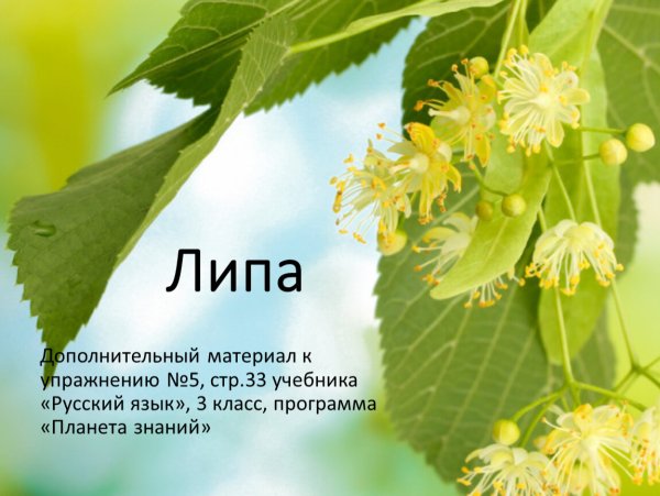 Липовый цвет на белом фоне
